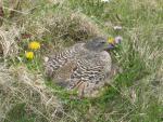 Betten-Stumpf Eiderdaunendecke (Island)