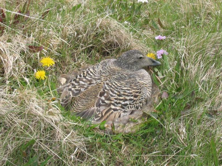 Betten-Stumpf Eiderdaunendecke (Island)