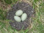 Betten-Stumpf Eiderdaunendecke (Island)
