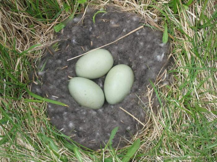 Betten-Stumpf Eiderdaunendecke (Island)
